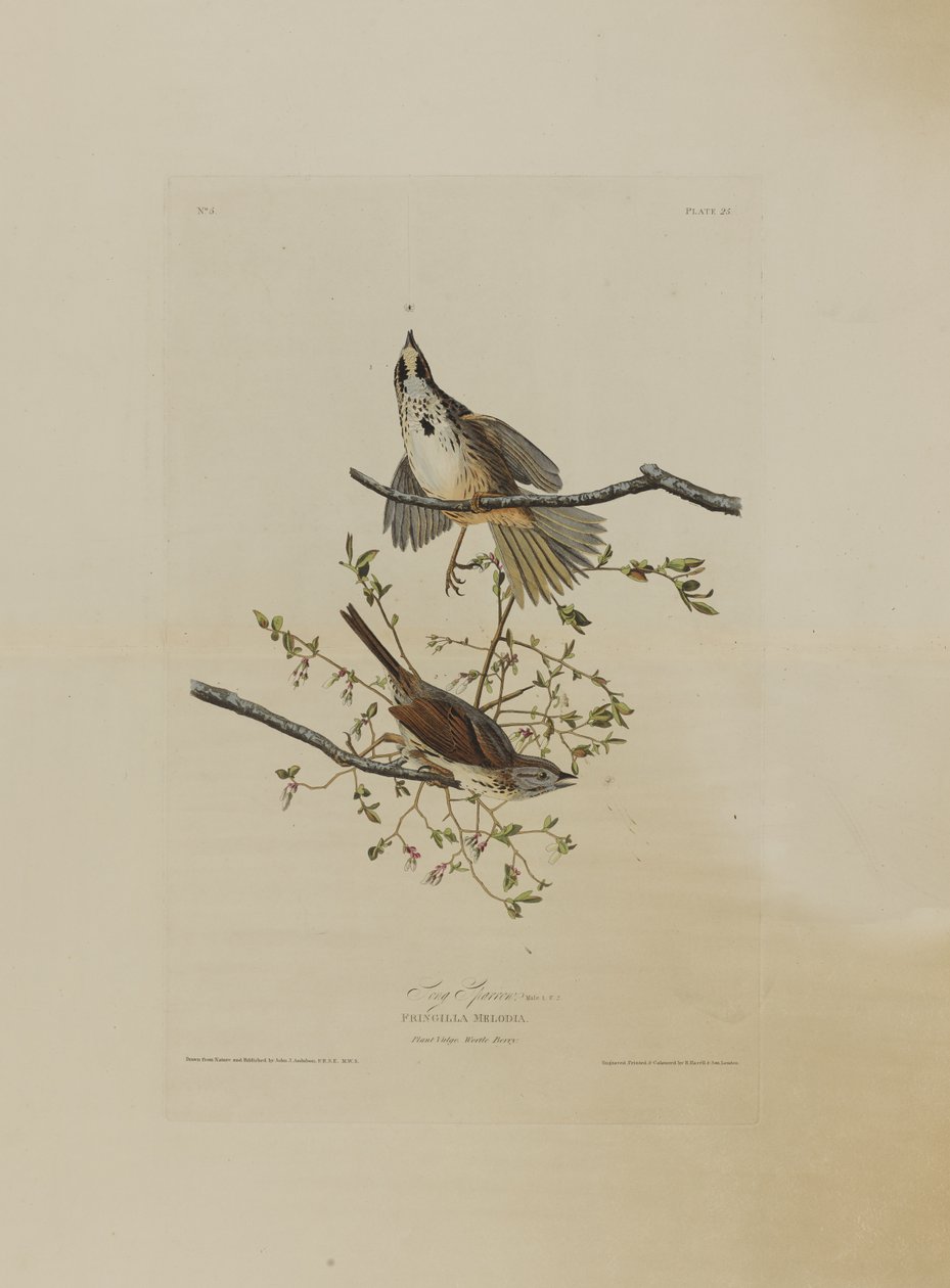 Song Sparrow, z Birds of America, vyryl Robert Havell (1793-1878) od John James after Audubon