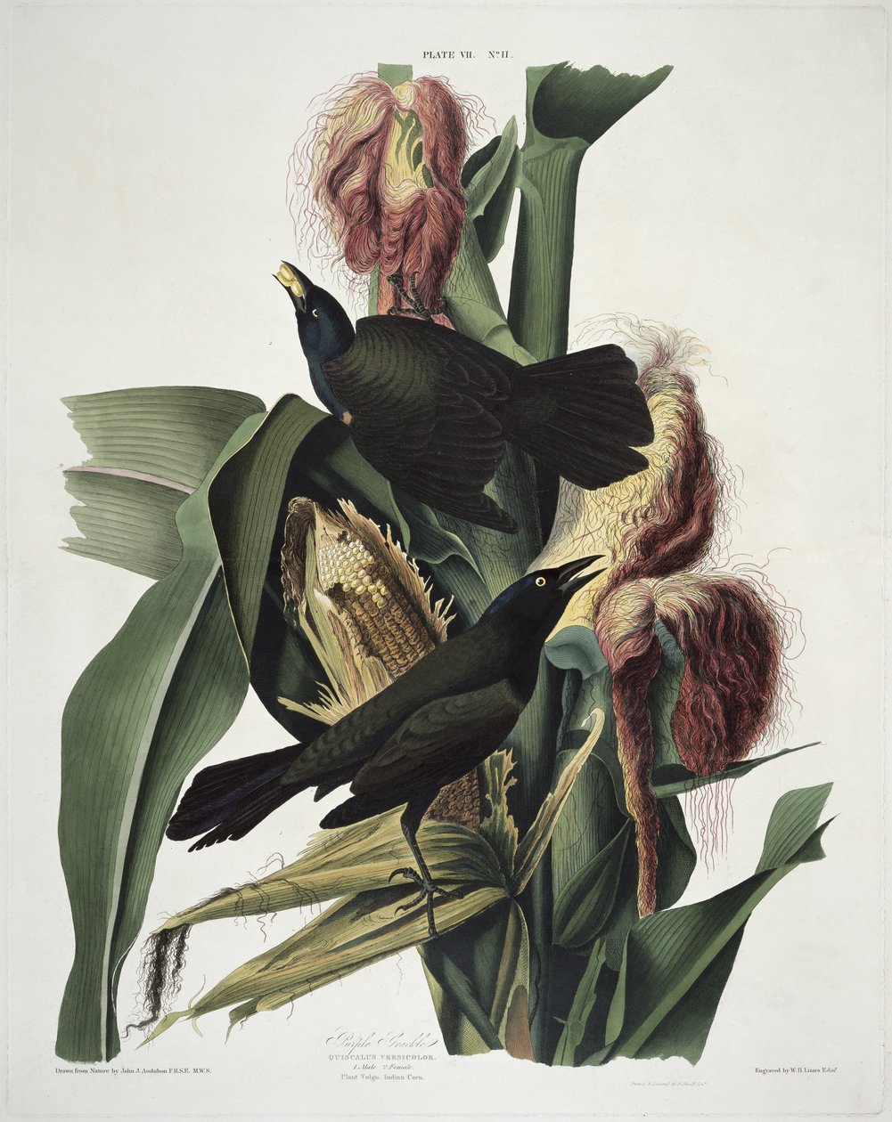 The Purple Grackle, z Birds of America, vyryl Robert Havell (1793-1878) od John James after Audubon