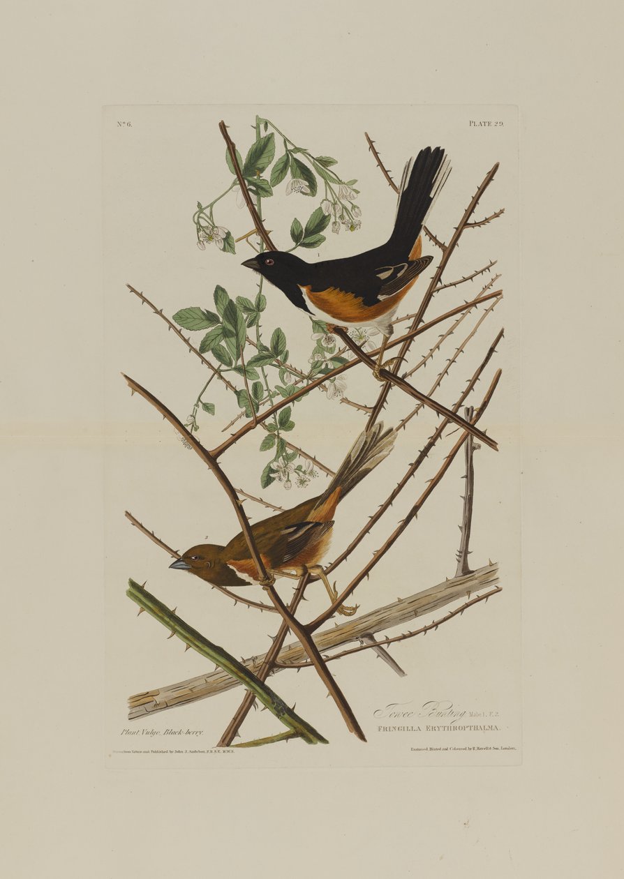 Towhe Bunting, z Birds of America, vyryl Robert Havell (1793-1878) od John James after Audubon