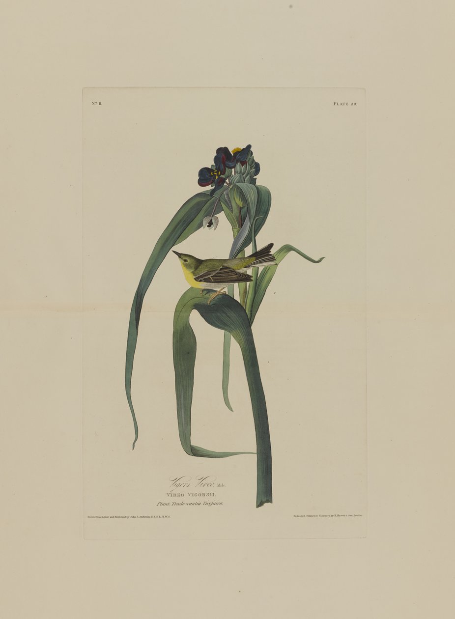 Vigers Vireo, z Birds of America, vyryl Robert Havell (1793-1878) od John James after Audubon