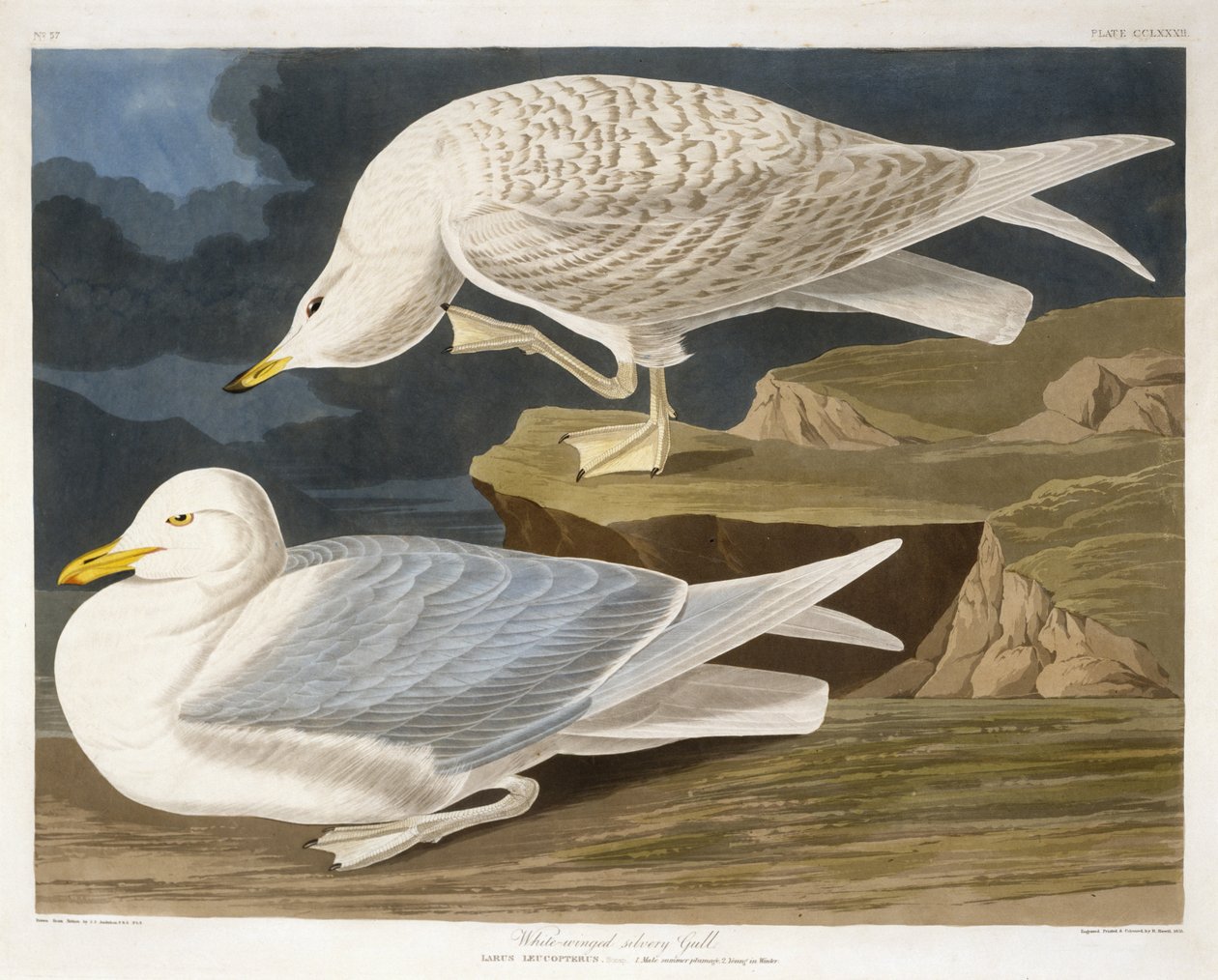 White-Winged Silvery Racek, ryl Robert Havell, Jr. (1793-1878), 1835 (ručně kolorovaná rytina) od John James after Audubon