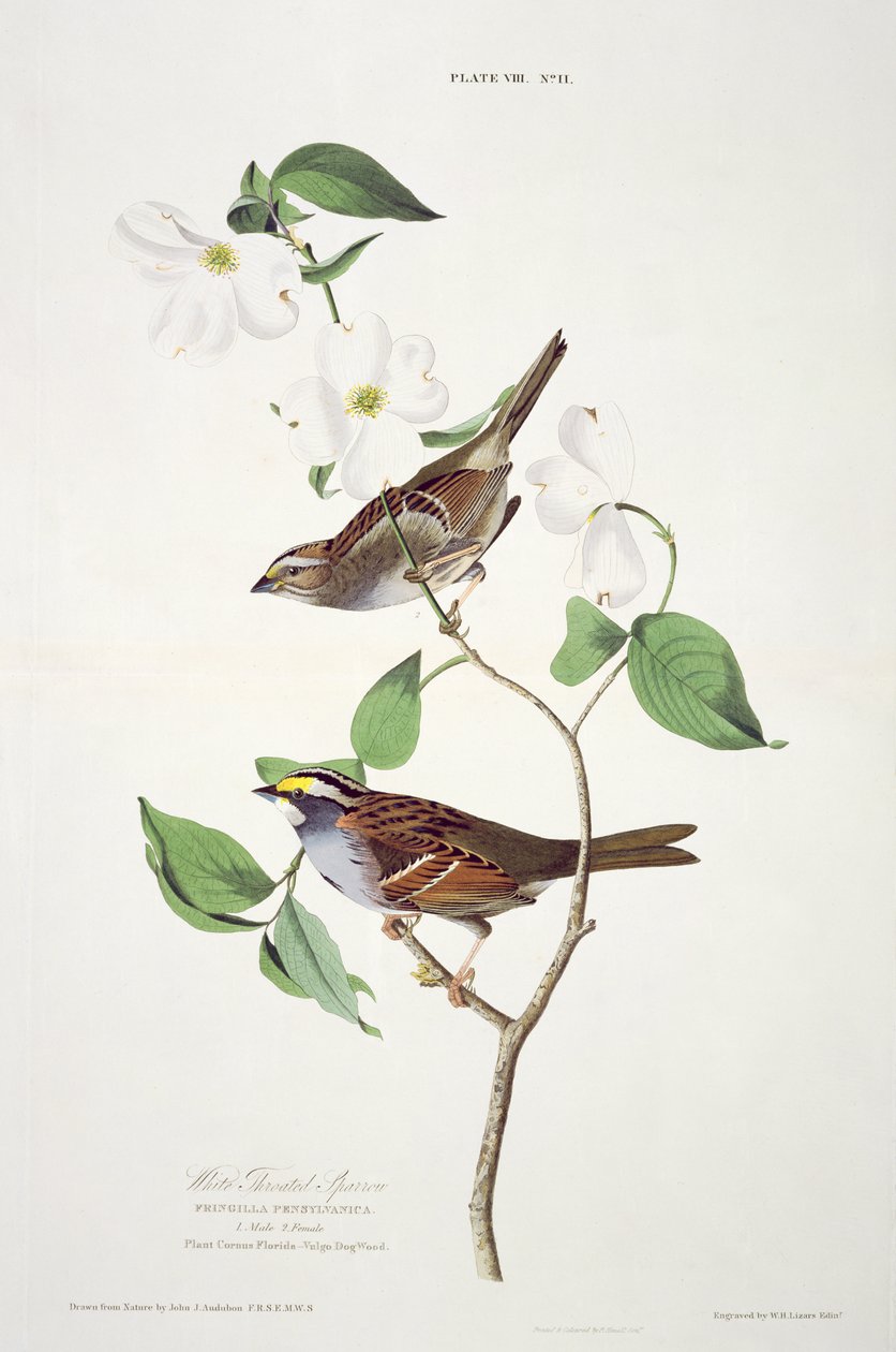 White Throated Sparrow, z Birds of America, vyryl Robert Havell (1793-1878) od John James after Audubon