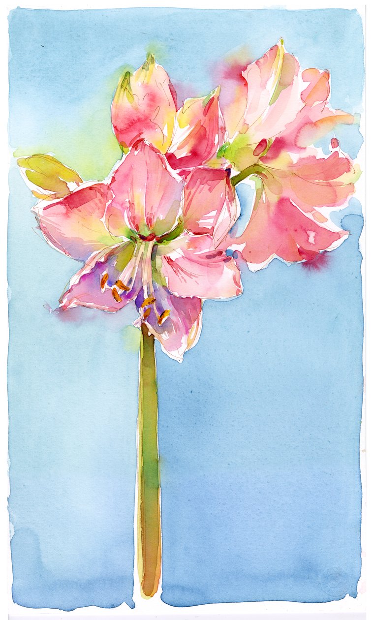 Amaryllis s aqua pozadím, 2015, (akvarel) od John Keeling