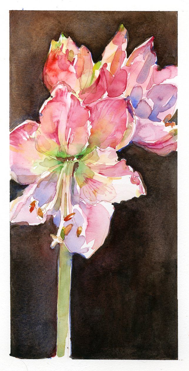 Amaryllis s hnědým pozadím, 2015, (akvarel) od John Keeling