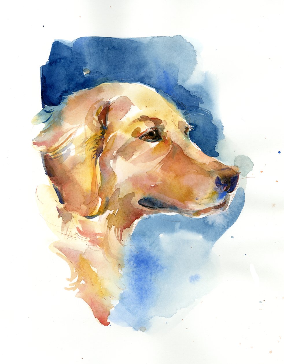 Zlatý retrívr, 2015, (akvarel) od John Keeling