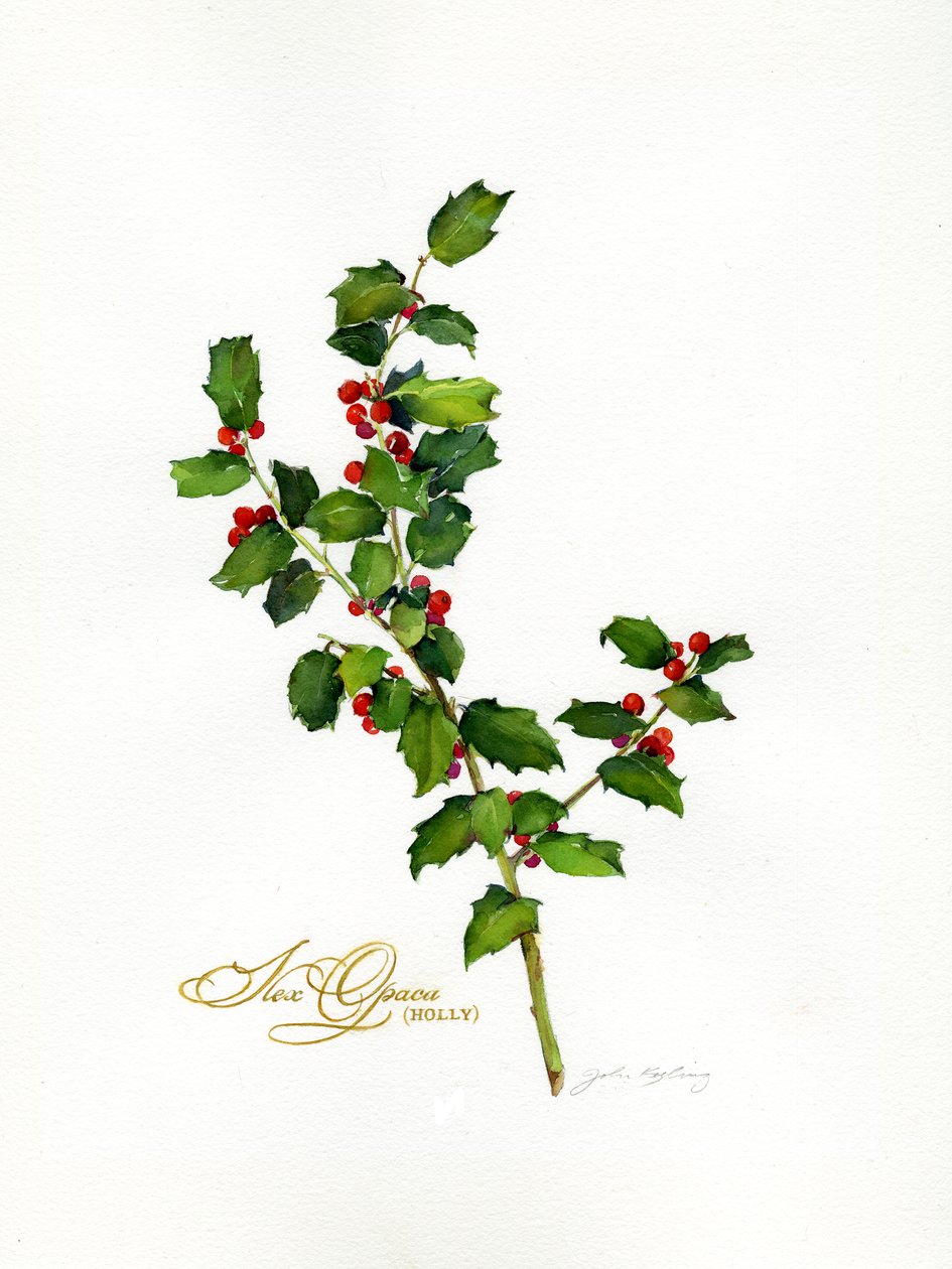 Holly botanická, 2013, (akvarel) od John Keeling