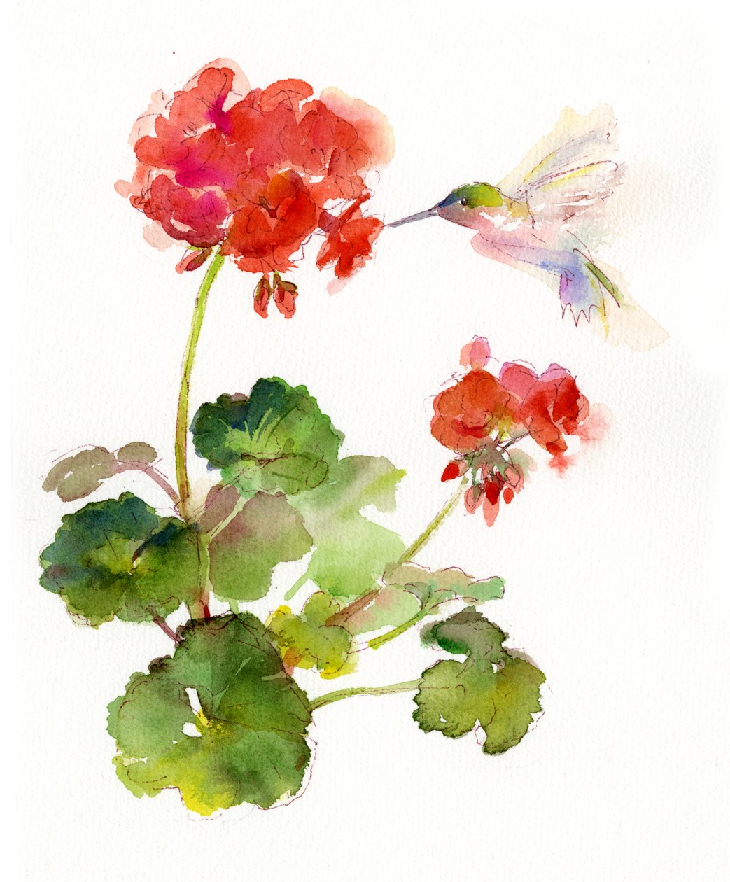 Kolibřík s pelargonií, 2015, (akvarel) od John Keeling