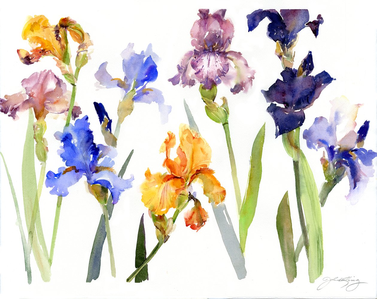 Iris, 2014, (akvarel) od John Keeling