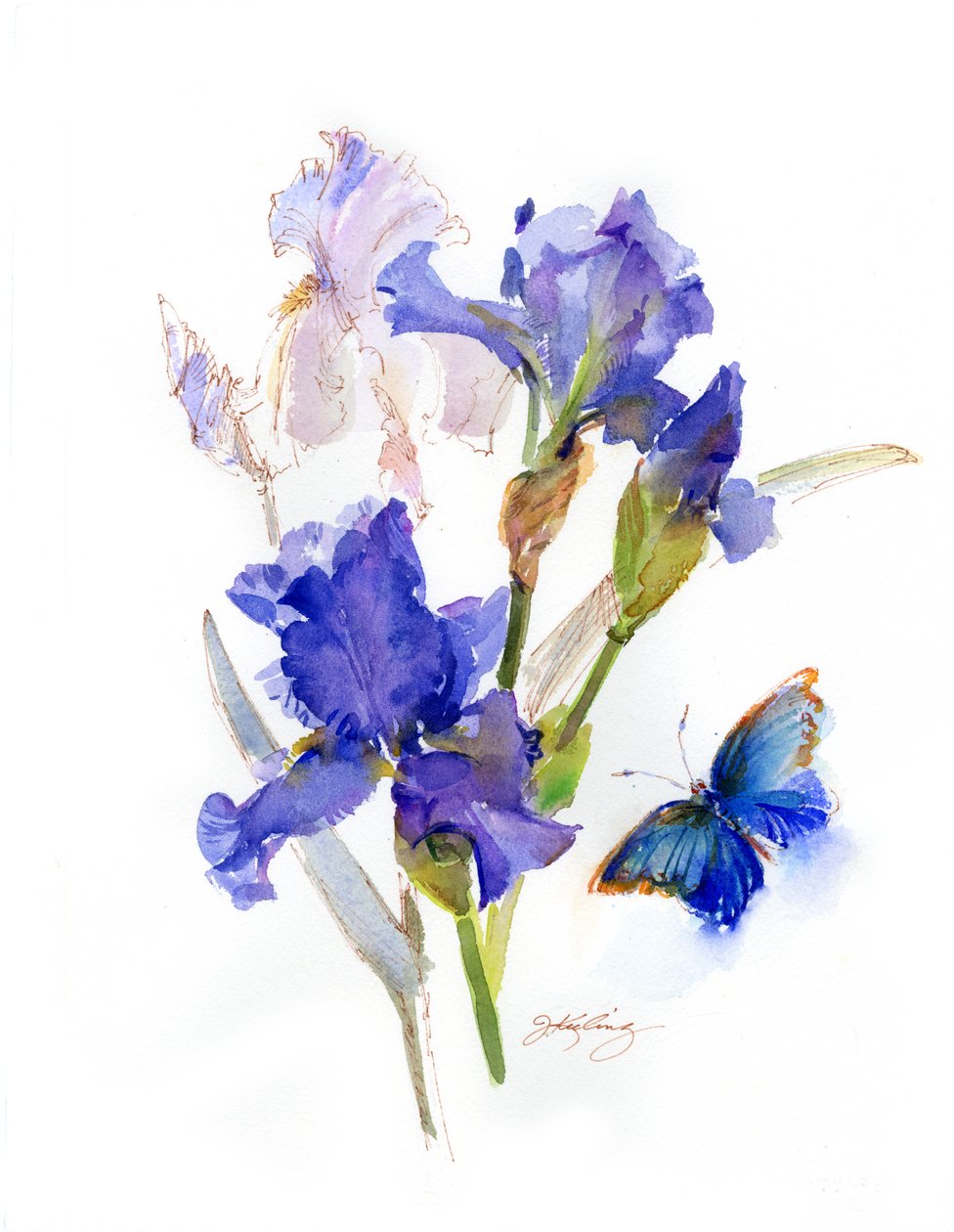 Iris s modrým motýlem, 2016, (akvarel) od John Keeling