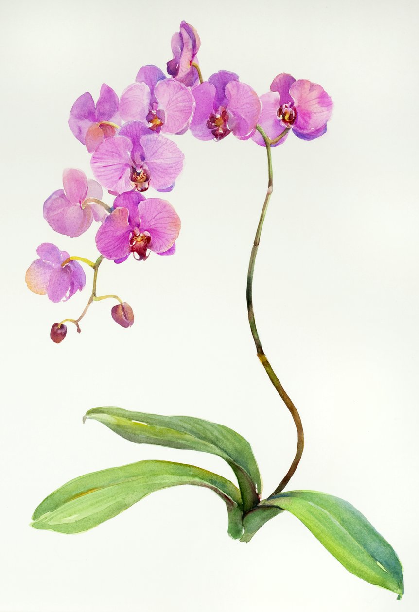 Botanická orchidej, 2013, (akvarel) od John Keeling