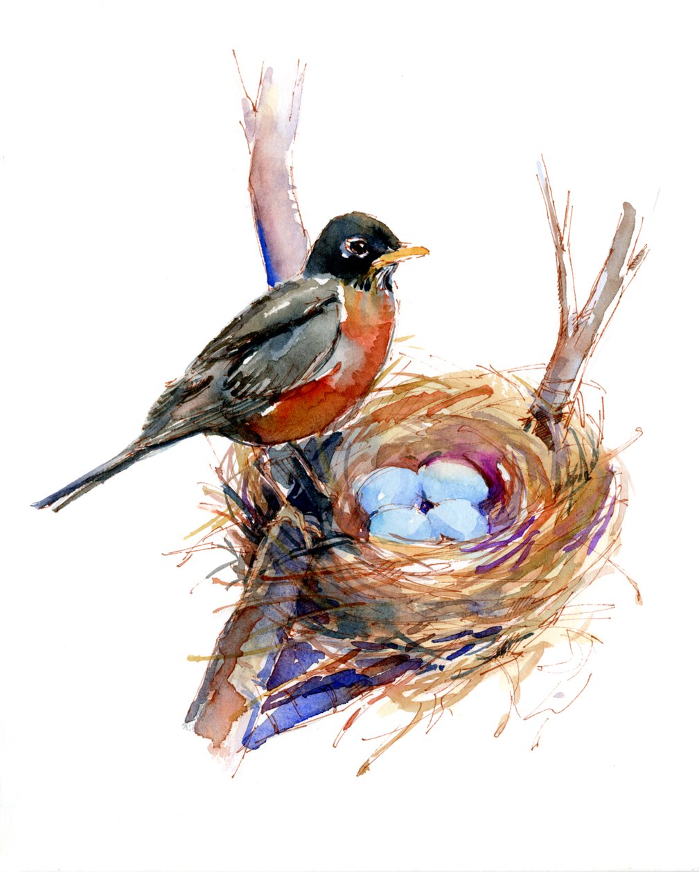 Robin with nest;2016, (akvarel) od John Keeling