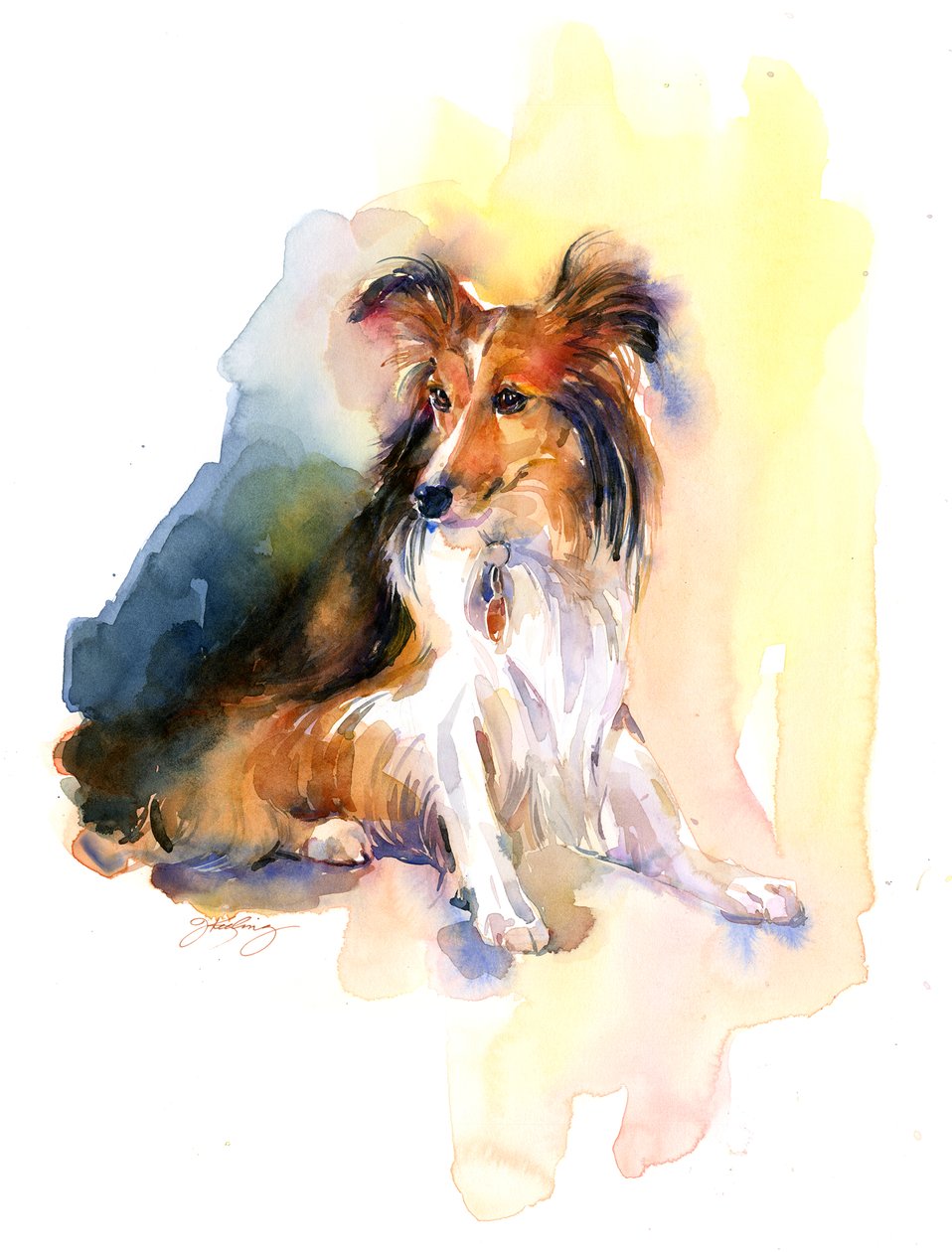 Portrét sheltie, 2015, (akvarel) od John Keeling