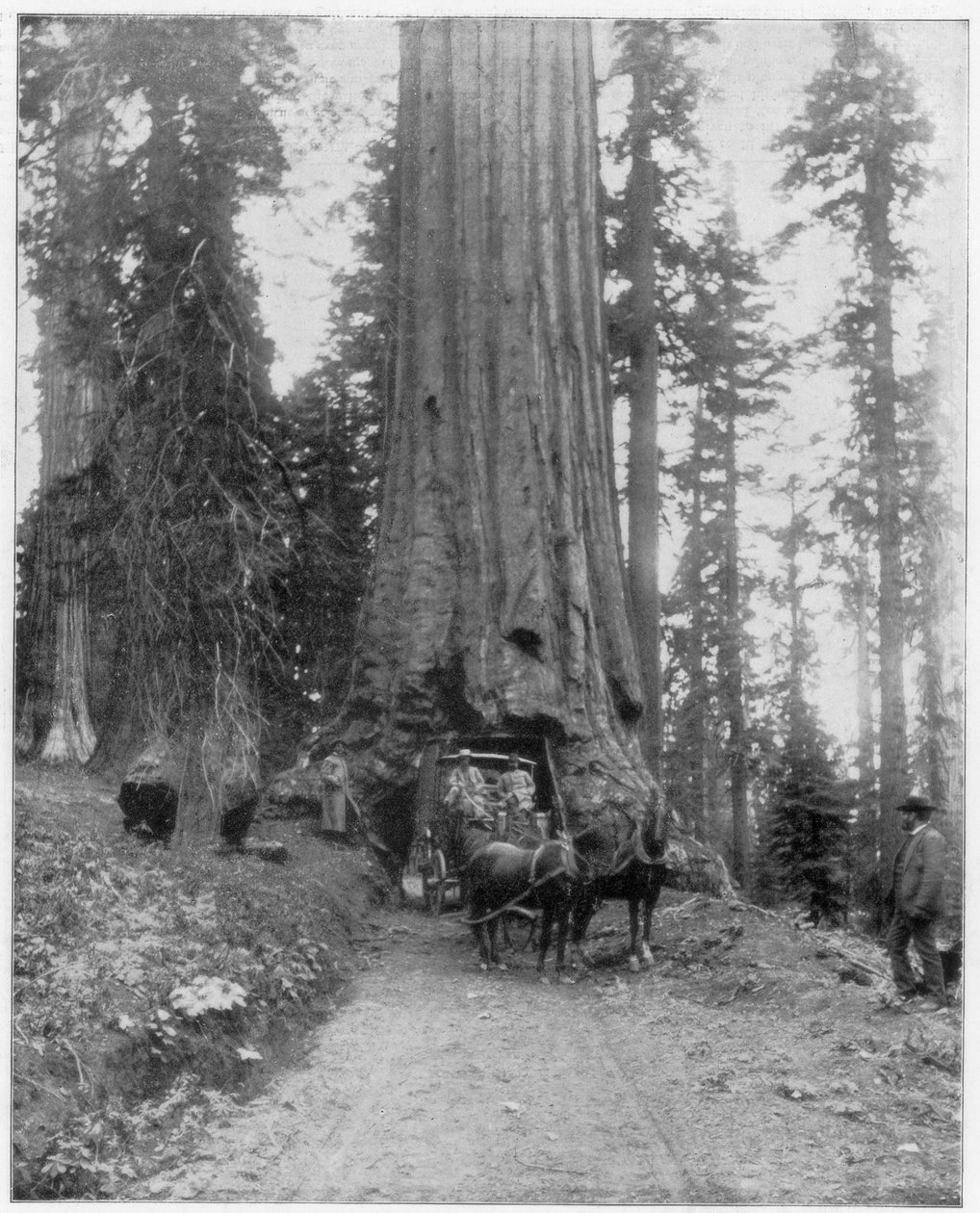 Silnice vedoucí přes Giant Sequoia, Mariposa Grove, Wawona, Kalifornie, konec 19. století od John L. Stoddard
