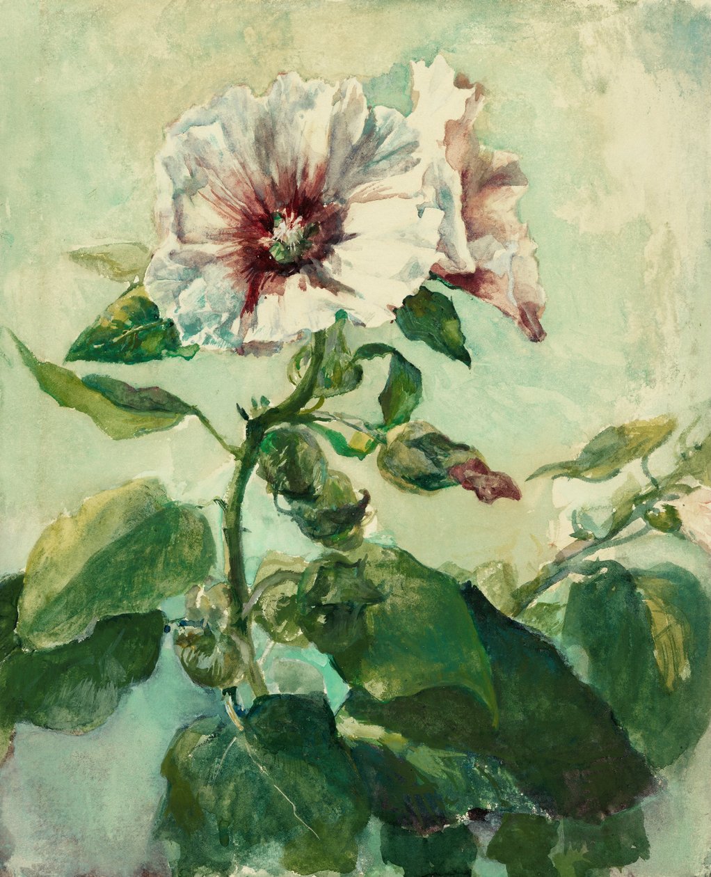 Studie růžových cesmín ve slunečním světle, z časopisu Nature od John La Farge