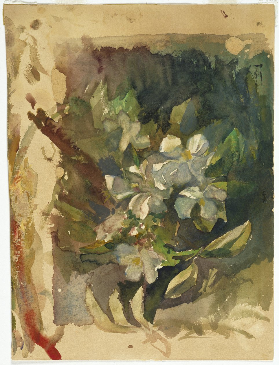 Apple Blossoms in Sunlight (wc na papíře) od John La Farge or Lafarge