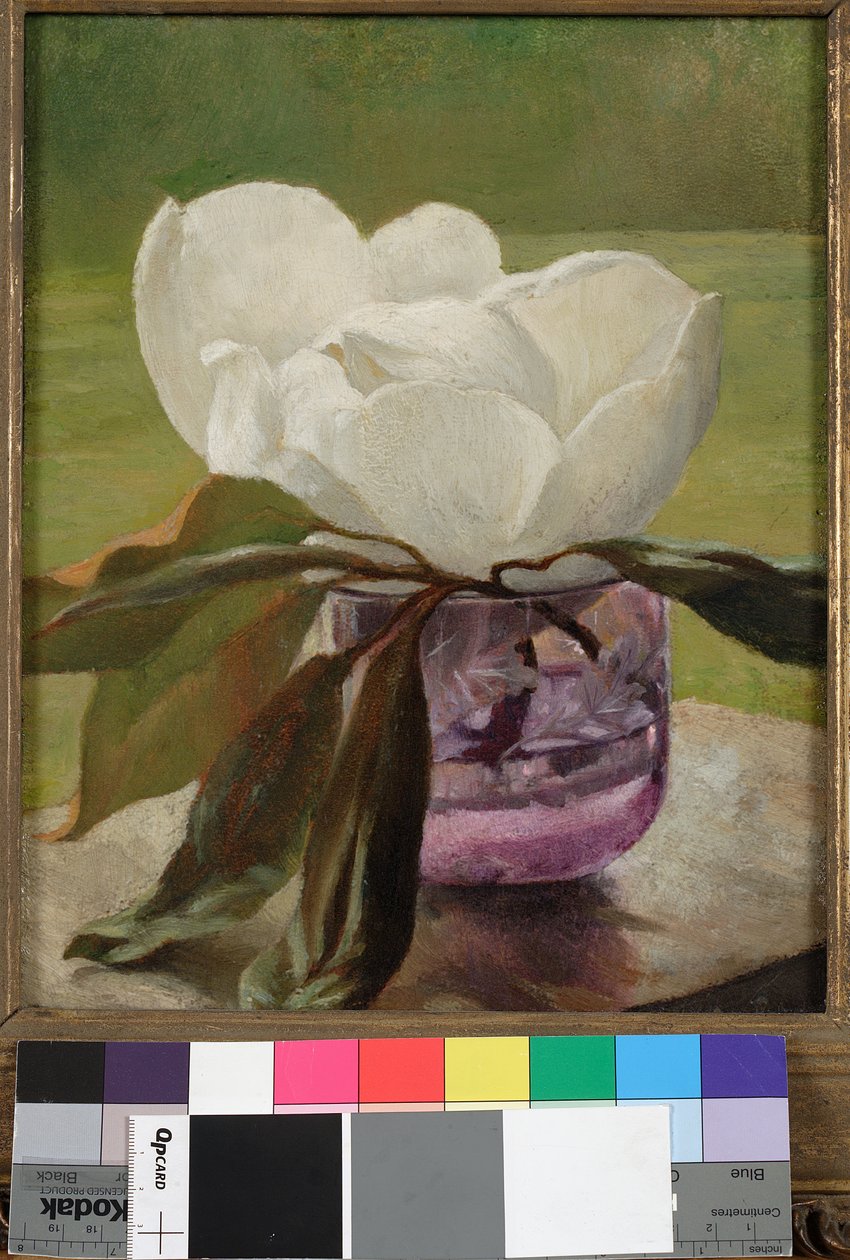 Květ magnólie od John La Farge or Lafarge