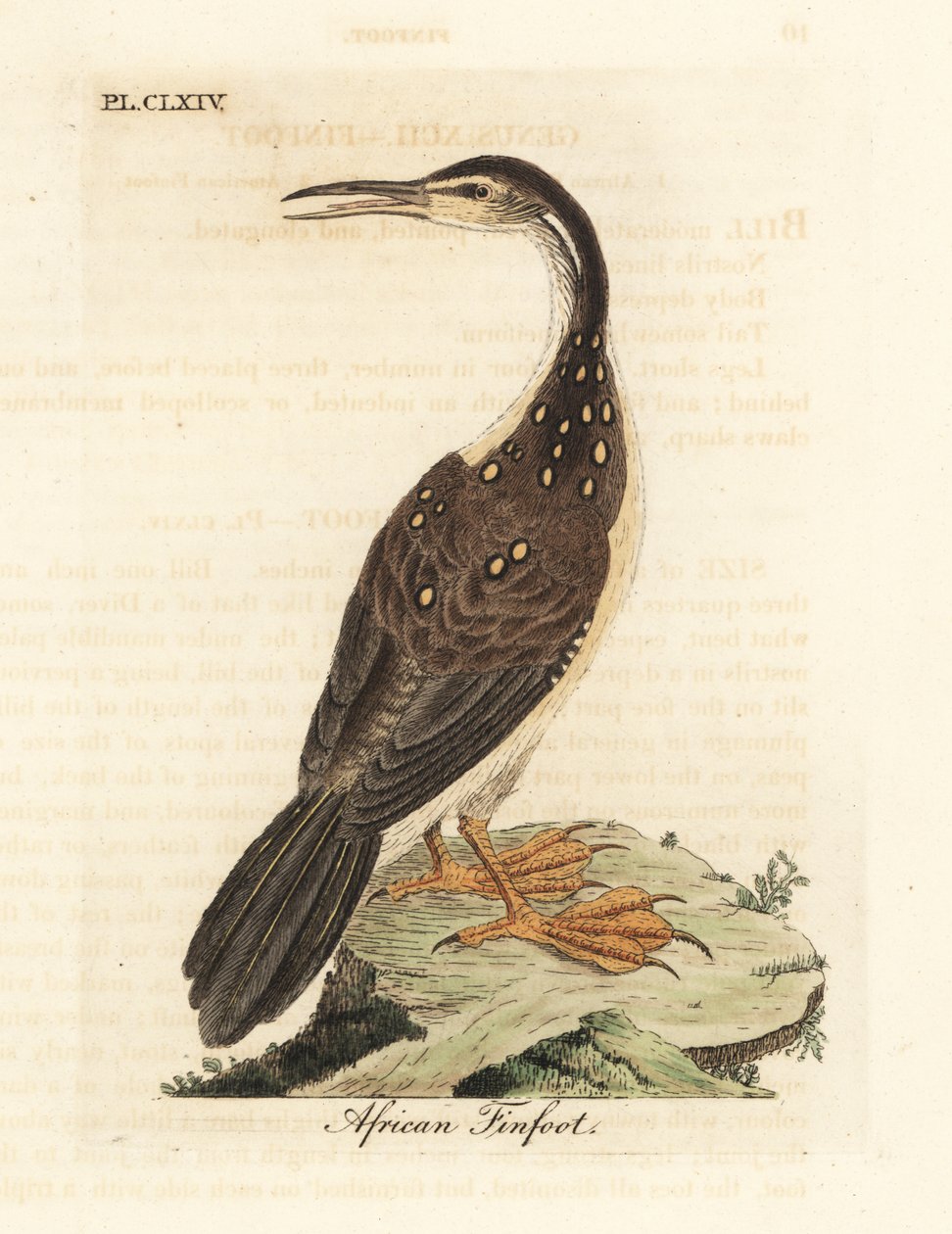 Africký ploutvonožec, Podica senegalensis. Ručně kolorovaný mědirytin nakreslený a vyrytý Johnem Lathamem z jeho vlastní A General History of Birds, Winchester od John Latham