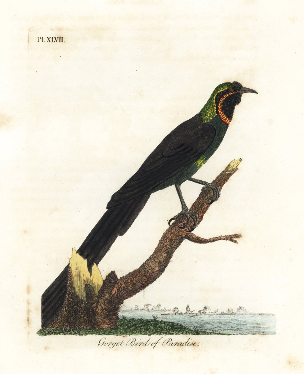 Arfak astrapia, Astrapia nigra (rajský pták, Paradisea gularis). Ručně kolorovaný mědirytin nakreslený a vyrytý Johnem Lathamem z jeho vlastní A General History of Birds, Winchester od John Latham