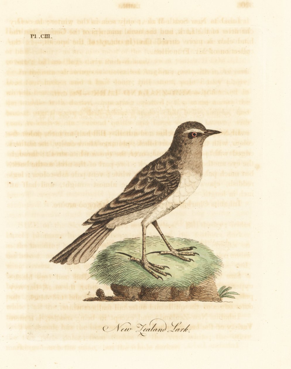 Pipit australský, Anthus novaeseelandiae (skřivan novozélandský, Alauda novae zealandiae). Ručně kolorovaný mědirytin nakreslený a vyrytý Johnem Lathamem z jeho vlastní A General History of Birds, Winchester od John Latham