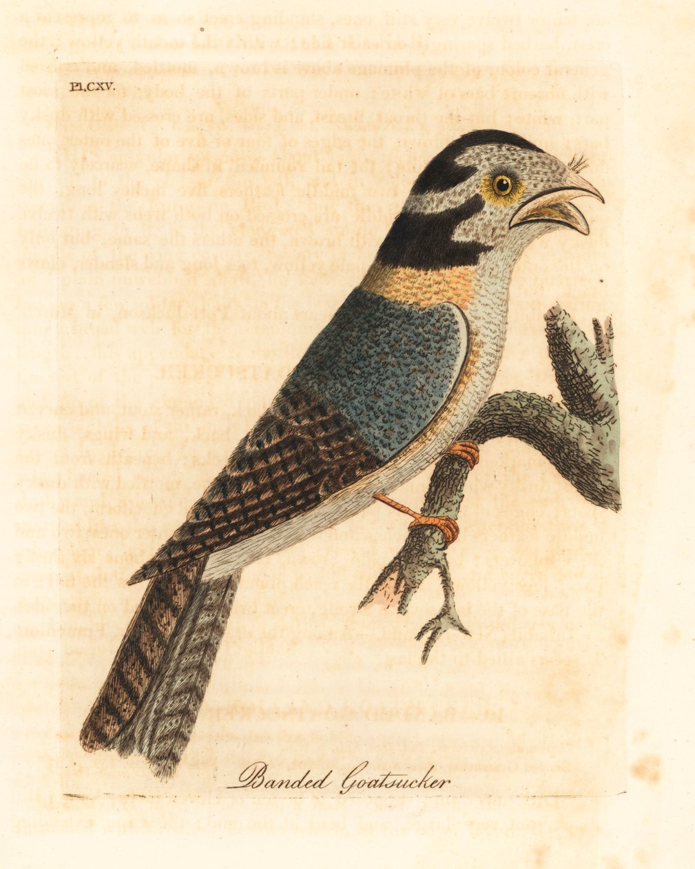 Puštík australský, Aegotheles cristatus nebo žabinec hnědožlutý, Podargus strigoides? (Kozlík páskovaný, Caprimulgus vittatus.) Ručně kolorovaný mědiryt nakreslený a rytý Johnem Lathamem z jeho vlastní Obecná historie ptáků, Winchester od John Latham
