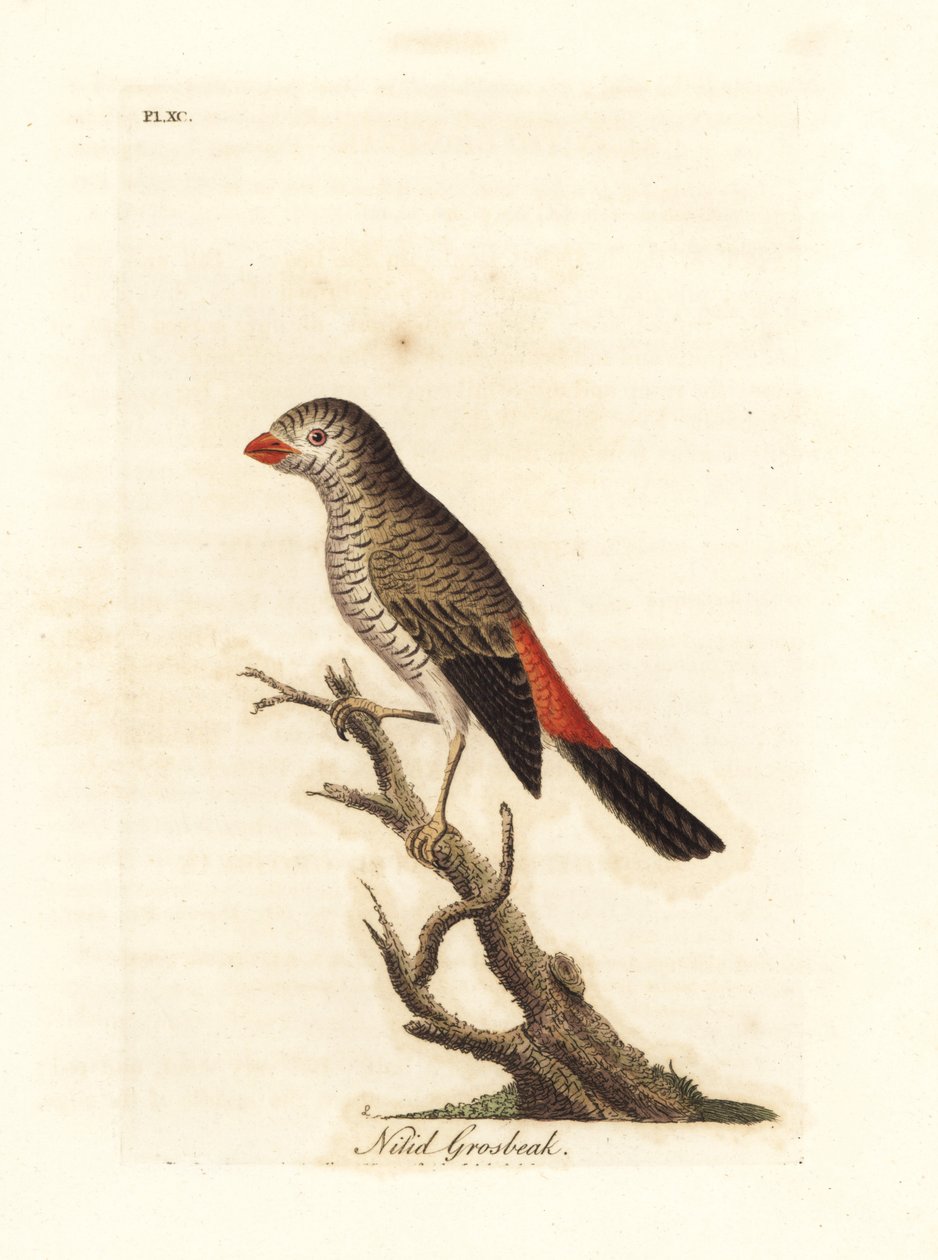 Ohnivák nádherný, Stagonopleura bella (grosbeak Nitid, Loxia nitida). Ručně kolorovaný mědirytin nakreslený a vyrytý Johnem Lathamem z jeho vlastní A General History of Birds, Winchester od John Latham