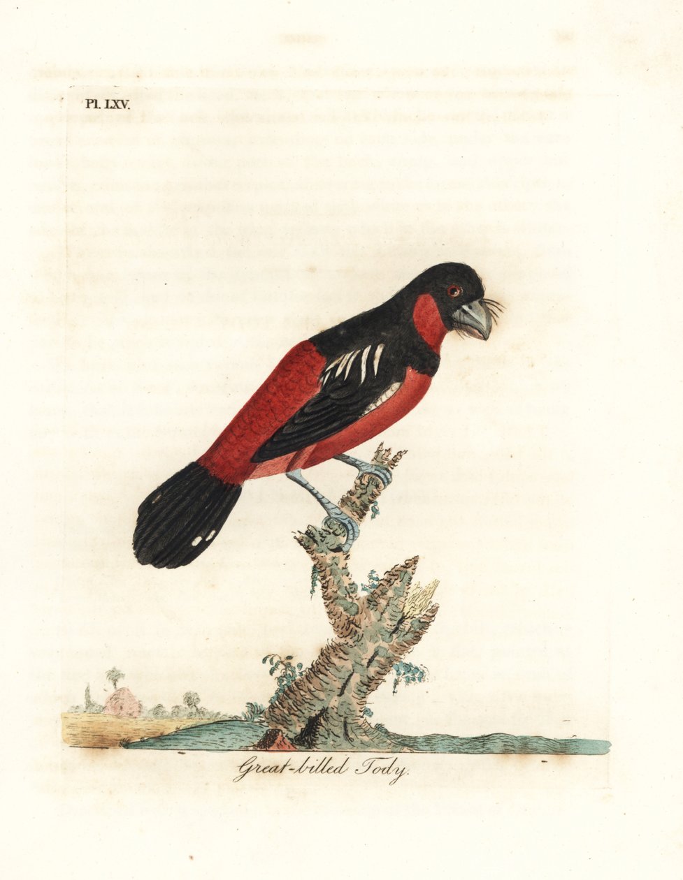 Širokozobý černočervený, Cymbirhynchus macrorhynchos (tody velkozobý, Todus nasutus). Ručně kolorovaný mědiryt nakreslený a rytý Johnem Lathamem z jeho vlastní A General History of Birds, Winchester od John Latham