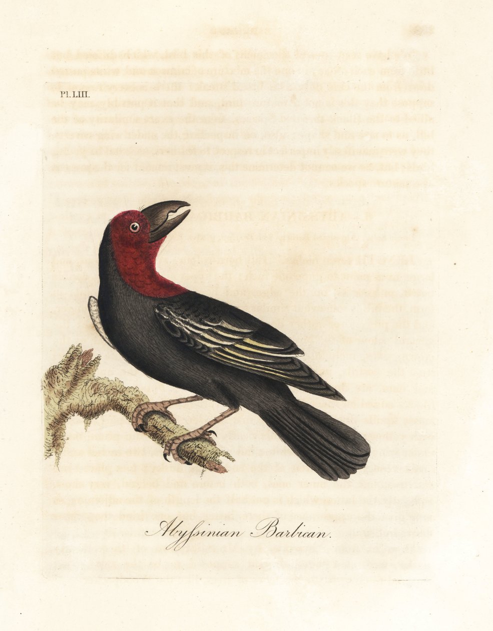 Barbet černozobý, Lybius guifsobalito (barbakán habešský, Bucco saltii). Ručně kolorovaný mědiryt nakreslený a rytý Johnem Lathamem z jeho vlastní A General History of Birds, Winchester od John Latham