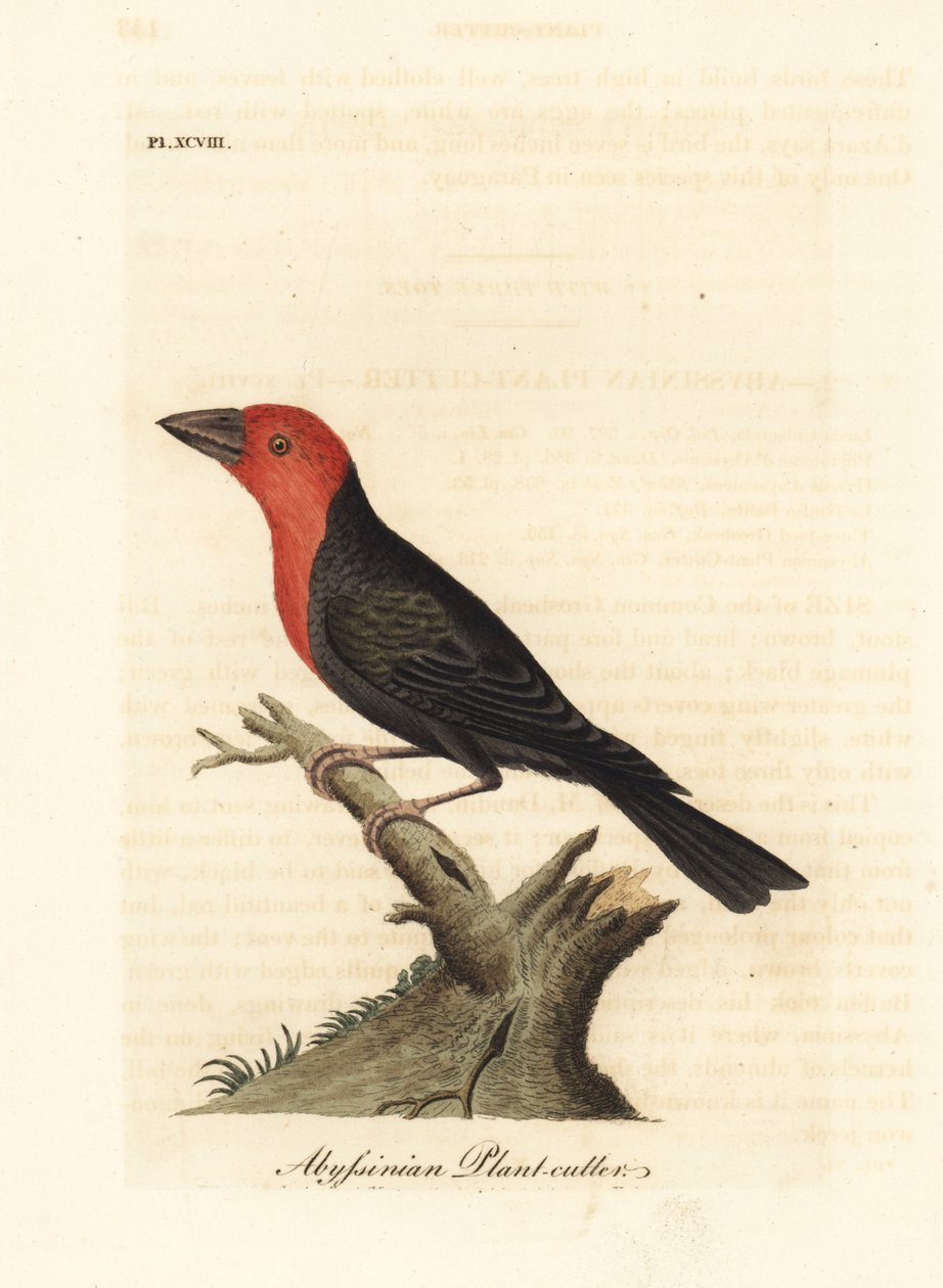 Barbet černozobý, Lybius guifsobalito (habešský řezač rostlin, Loxia tridactyla). Ručně kolorovaný mědirytin nakreslený a vyrytý Johnem Lathamem z jeho vlastní A General History of Birds, Winchester od John Latham