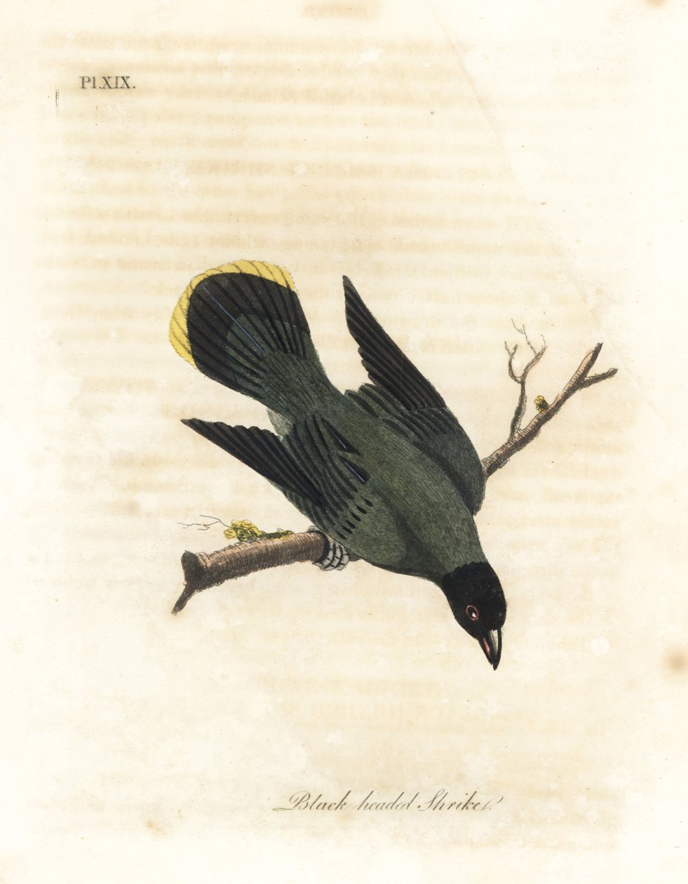 Bulbul černohlavý, Pycnonotus atriceps (ťuhýk černohlavý, Lanius melanocephalus). Pochází z Havaje podle Lathama, Austrálie podle Shawa. Ručně kolorovaný mědiryt nakreslený a rytý Johnem Lathamem z jeho vlastní A General History of Birds, Wi od John Latham