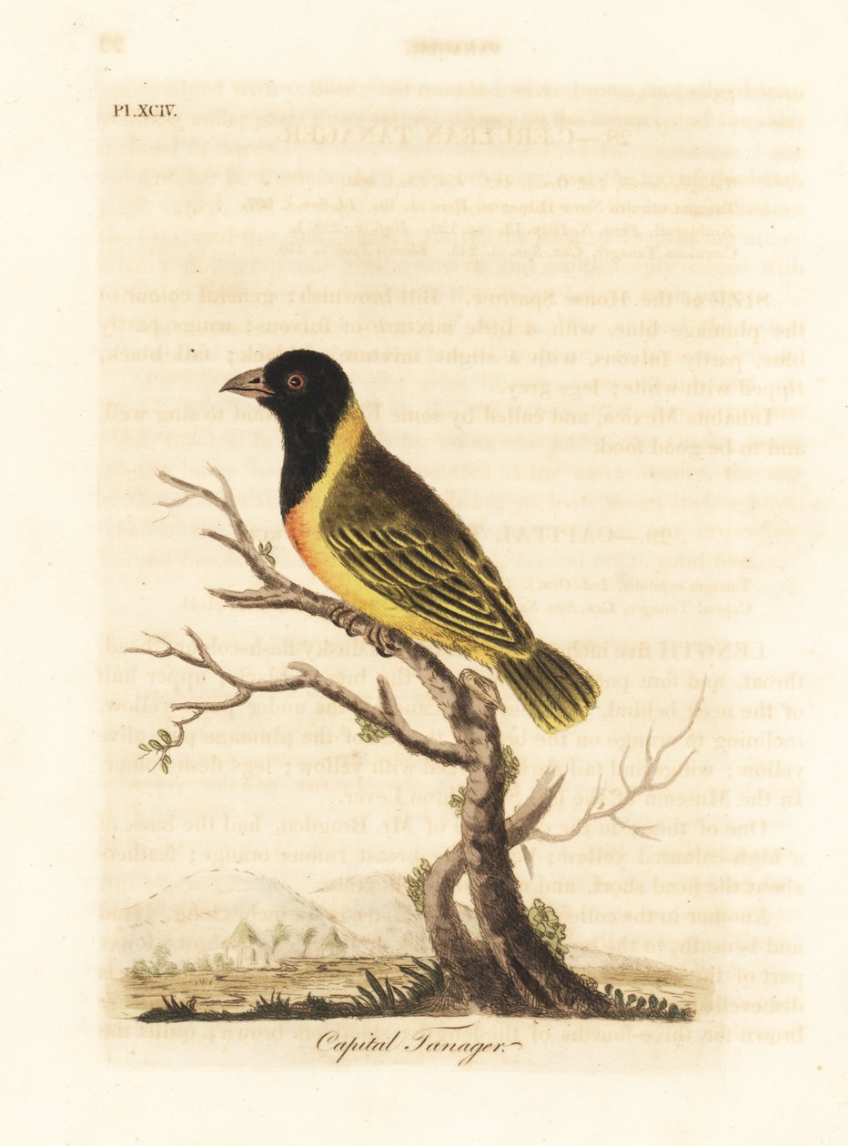Snovač černohlavý, Ploceus melanocephalus capitalis (Tanager capitalis, Tanagra capitalis). Ručně kolorovaný mědirytin nakreslený a vyrytý Johnem Lathamem z jeho vlastní A General History of Birds, Winchester od John Latham