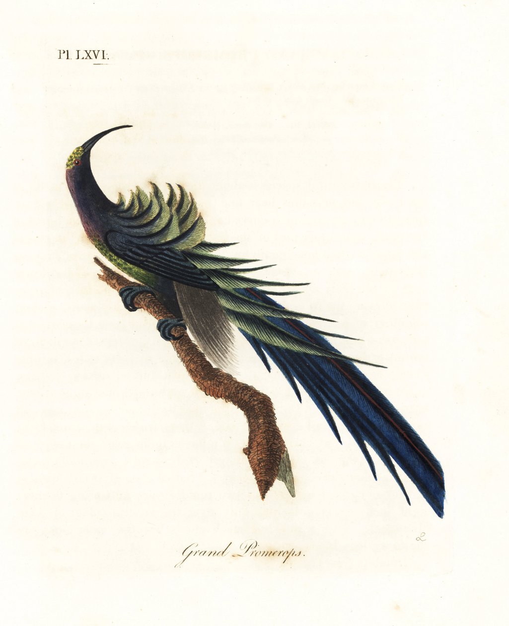 Srpovec černý, Epimachus fastosus. Zranitelný. (Velký promerops, Upupa superba.) Nová Guinea. Ručně kolorovaný mědiryt nakreslený a rytý Johnem Lathamem z jeho vlastní A General History of Birds, Winchester od John Latham