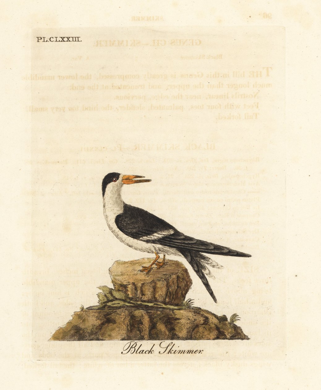 Černý skimmer, Rynchops niger (Rhynchops nigra). Ručně kolorovaný mědirytin nakreslený a vyrytý Johnem Lathamem z jeho vlastní A General History of Birds, Winchester od John Latham