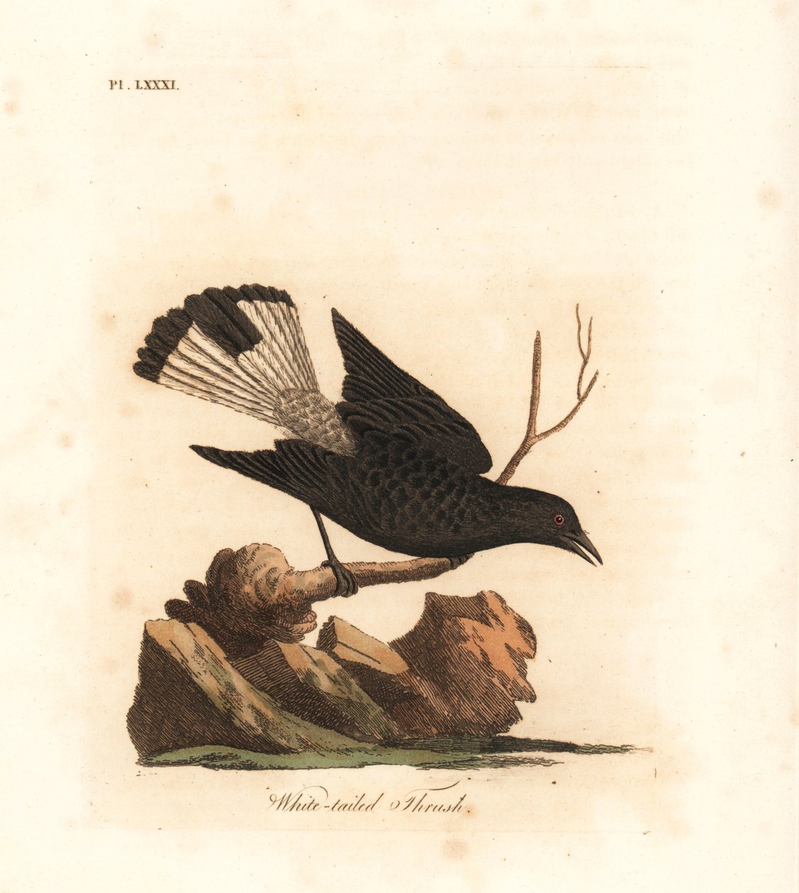 Černá pšenice, Oenanthe leucura (drozd běloocasý, Turdus leucurus). Ručně kolorovaný mědirytin nakreslený a vyrytý Johnem Lathamem z jeho vlastní A General History of Birds, Winchester od John Latham