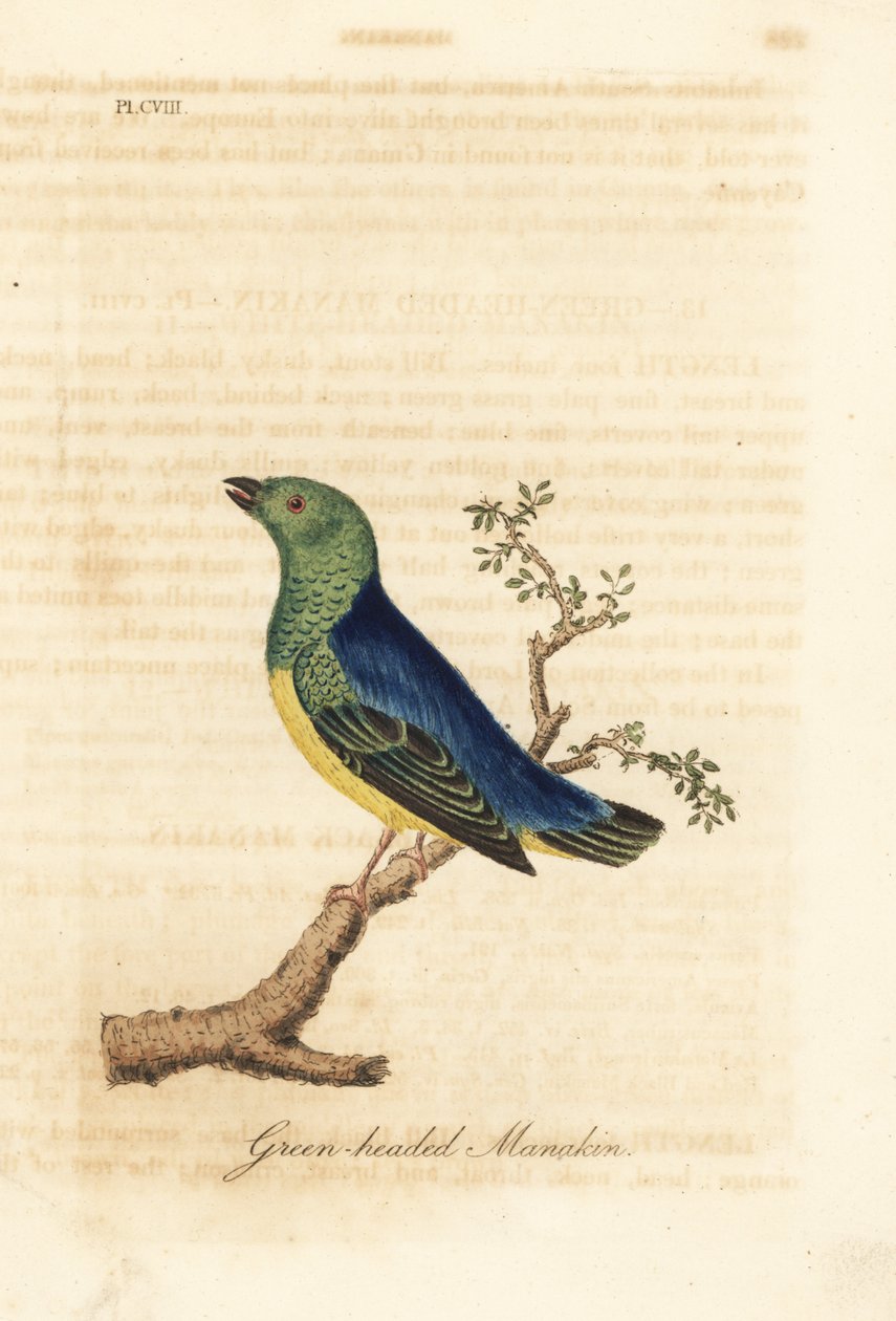 Chlorophonia cyanea (Manakin zelenohlavý, původem z Jižní Ameriky). Ručně kolorovaný mědirytin nakreslený a vyrytý Johnem Lathamem z jeho vlastní A General History of Birds, Winchester od John Latham