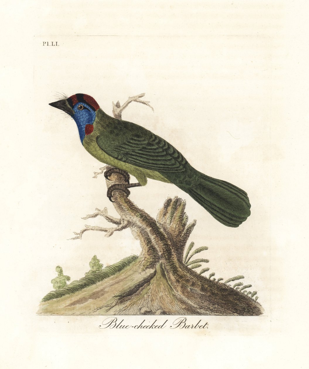 Barbet modrohrdlý nebo horský, Psilopogon asiaticus. (Barbet modrý, Trogon asiaticus). Ručně kolorovaný mědirytin nakreslený a vyrytý Johnem Lathamem z jeho vlastní A General History of Birds, Winchester od John Latham