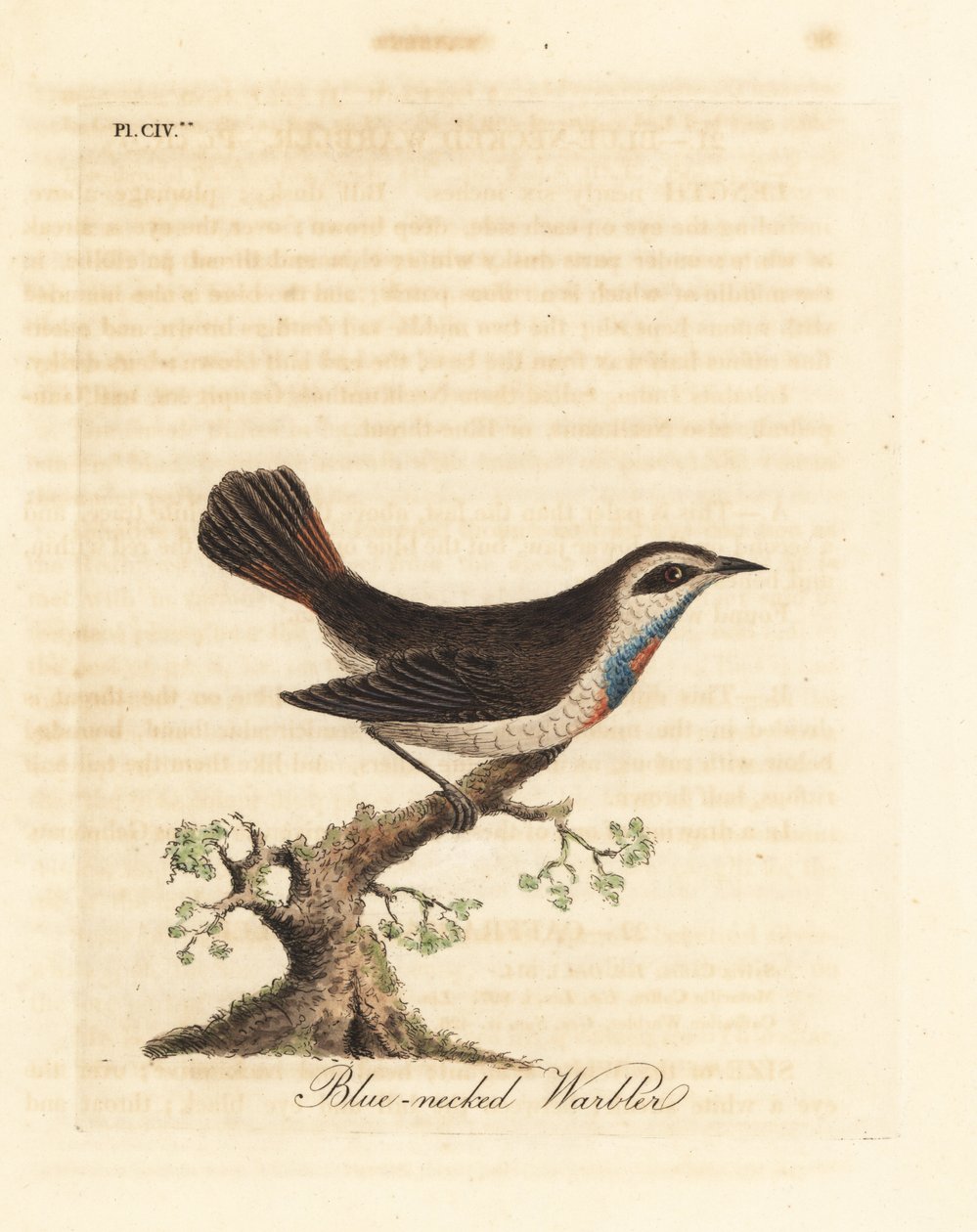 Bluethroat, Luscinia svecica (pěnice modrokrká, také známá jako gunpigera, neelkunthee, gunpedrab v Indii). Ručně kolorovaný mědiryt nakreslený a rytý Johnem Lathamem z jeho vlastní A General History of Birds, Winchester od John Latham