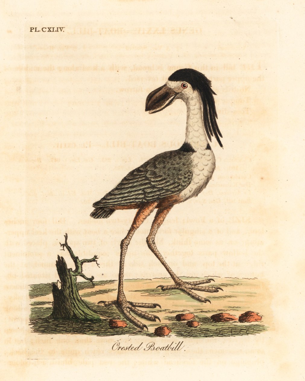 Volavka člunozobá, Cochlearius cochlearius (člun chocholatý nebo cinereous, Cancroma cochlearia). Ručně kolorovaný mědirytin nakreslený a vyrytý Johnem Lathamem z jeho vlastní A General History of Birds, Winchester od John Latham