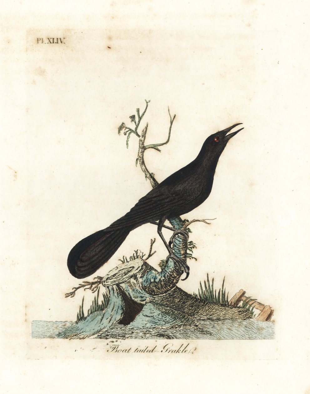 Loďoocasý grackle, Quiscalus major (Gracla, Gracula barita). Ručně kolorovaný mědirytin nakreslený a vyrytý Johnem Lathamem z jeho vlastní A General History of Birds, Winchester od John Latham