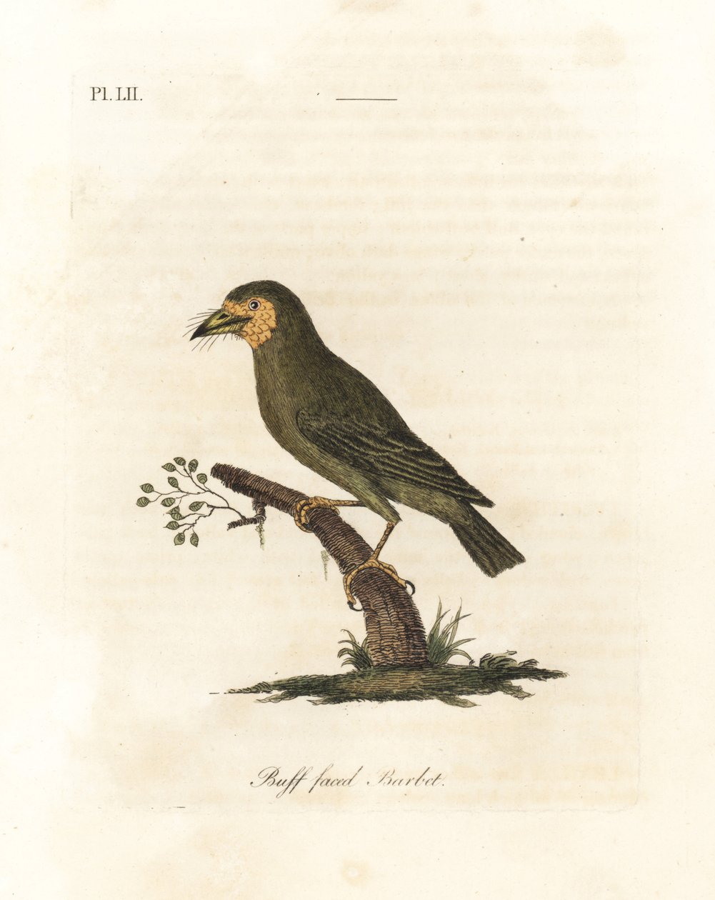 Barbet s hnědou hlavou, Megalaima zeylanica? (Buff-faced barbet, Bucco lathami). Z exempláře označeného Megalaima lathami v Britském muzeu. Ručně kolorovaný mědirytin nakreslený a vyrytý Johnem Lathamem z jeho vlastní A General History of Birds, Winchester od John Latham
