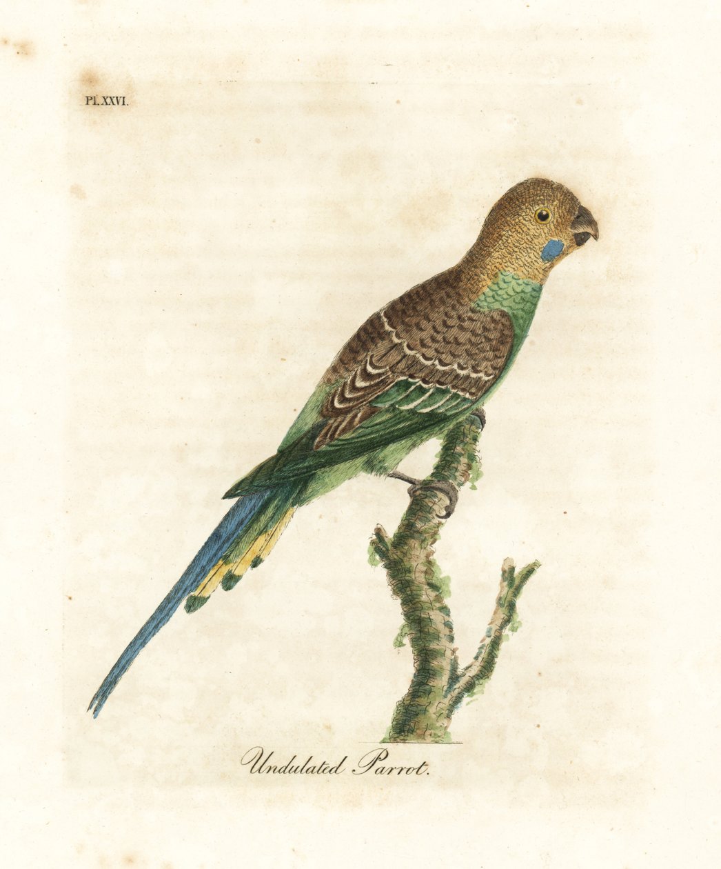 Andulka, Melopsittacus undulatus (Papoušek vlnitý, Psittacus undulatus). Ručně kolorovaný mědiryt nakreslený a rytý Johnem Lathamem z jeho vlastní A General History of Birds, Winchester od John Latham