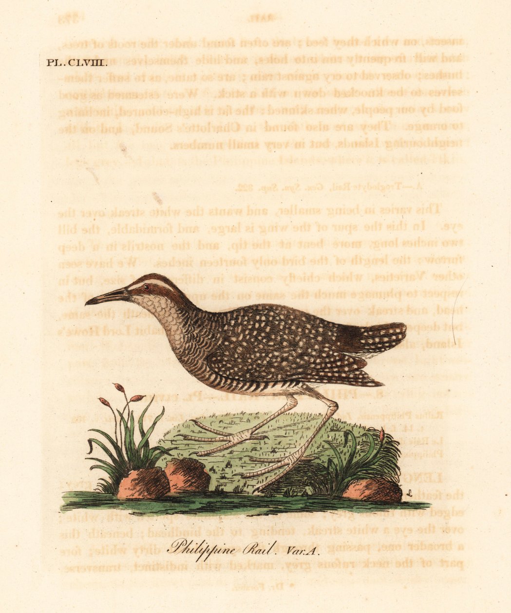 Buff-banded rail, Gallirallus philippensis (Filipine rail, Rallus philippensis). Ručně kolorovaný mědirytin nakreslený a vyrytý Johnem Lathamem z jeho vlastní A General History of Birds, Winchester od John Latham