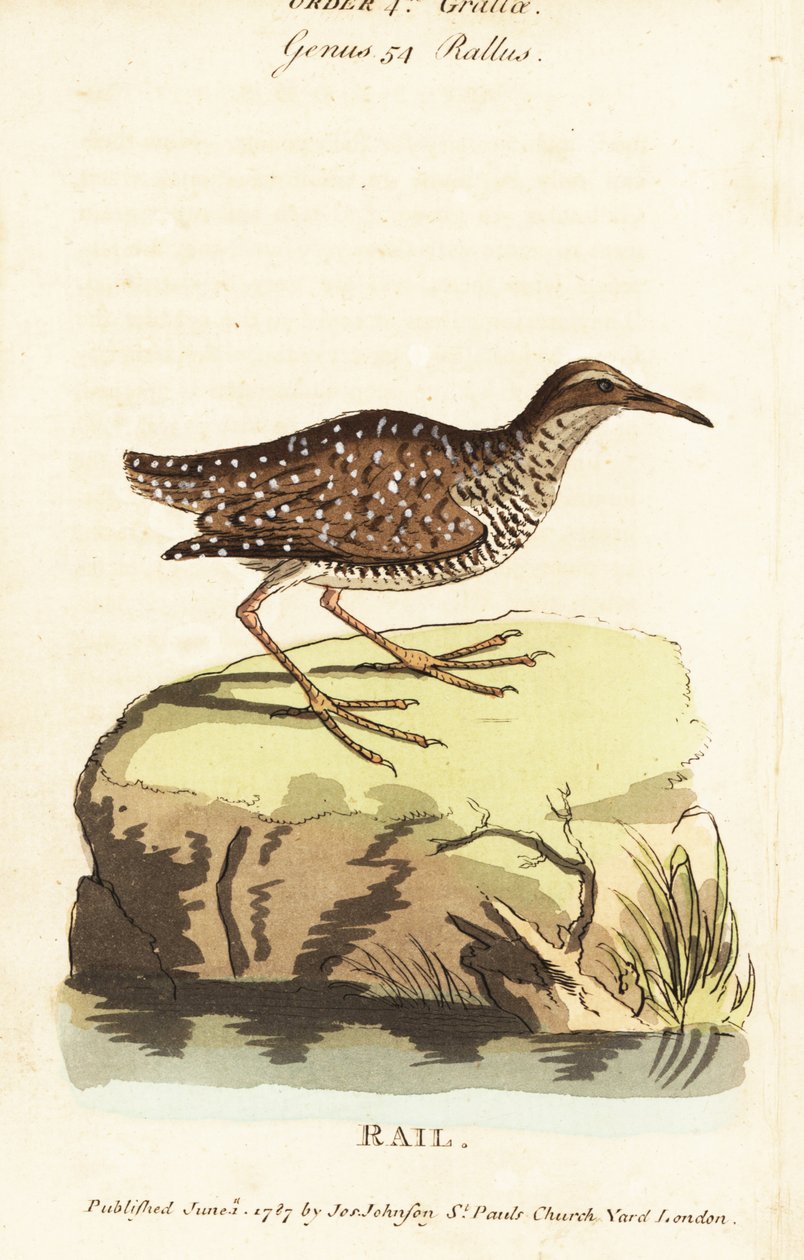 Buff-banded rail, Gallirallus philippensis od John Latham