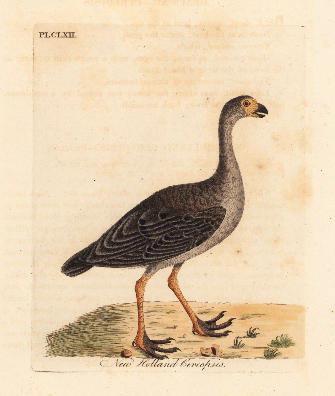 Husa kapská, Cereopsis novae hollandiae (New Holland cereopsis). Ručně kolorovaný mědiryt nakreslený a rytý Johnem Lathamem z jeho vlastní A General History of Birds, Winchester od John Latham