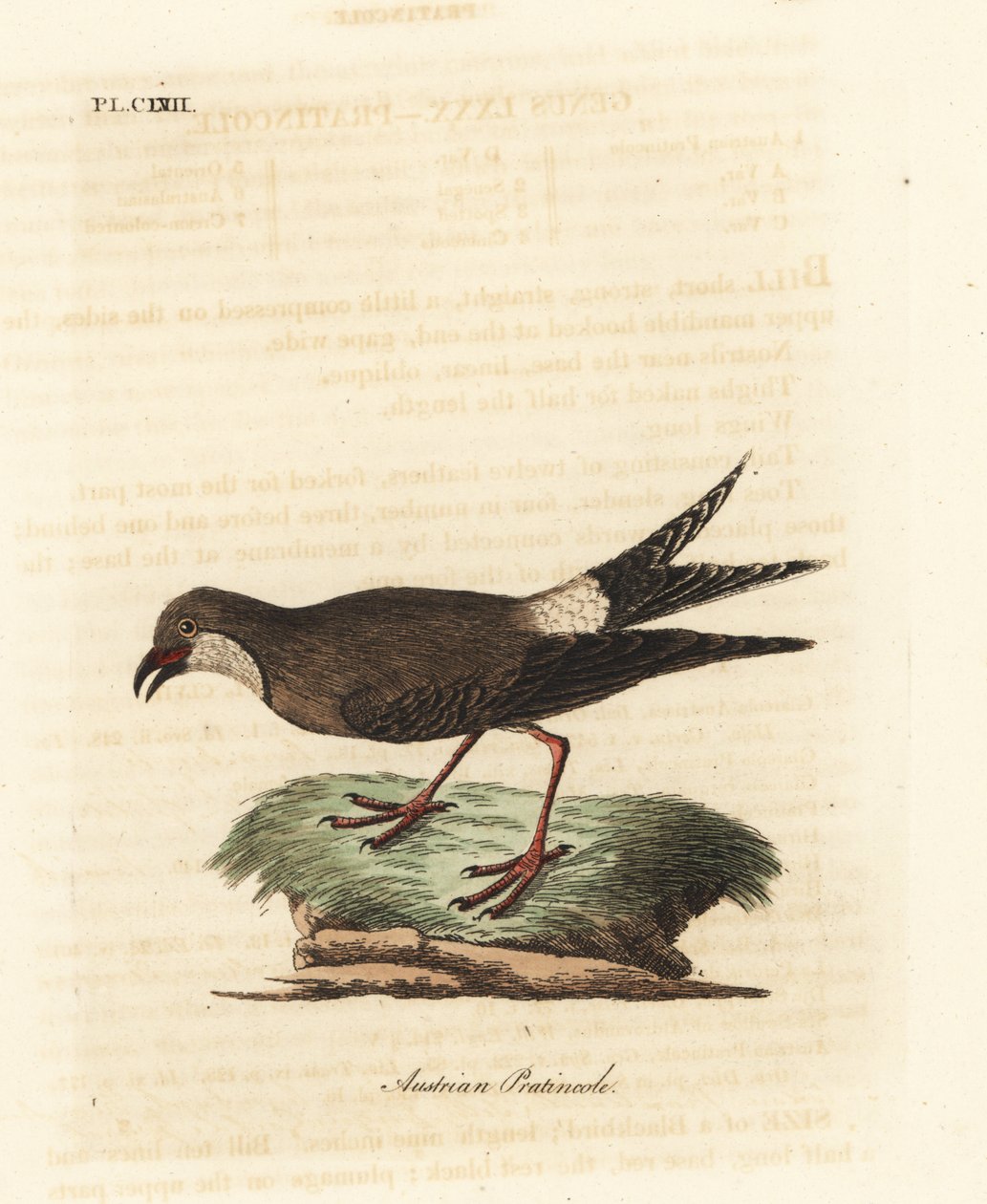 Pratincola obojková, Glareola pratincola (pratincola rakouská, Glareola austriaea). Ručně kolorovaný mědiryt nakreslený a rytý Johnem Lathamem z jeho vlastní A General History of Birds, Winchester od John Latham