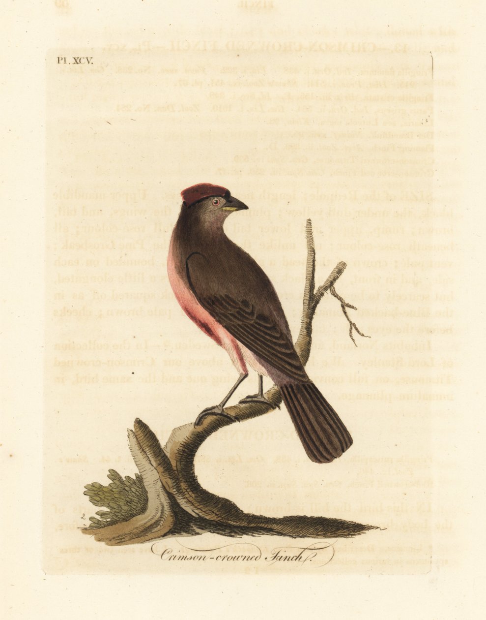 Červenka obecná, Carduelis flammea (pěnkava karmínová, Fringilla flammea). Ručně kolorovaný mědiryt nakreslený a rytý Johnem Lathamem z jeho vlastní A General History of Birds, Winchester od John Latham