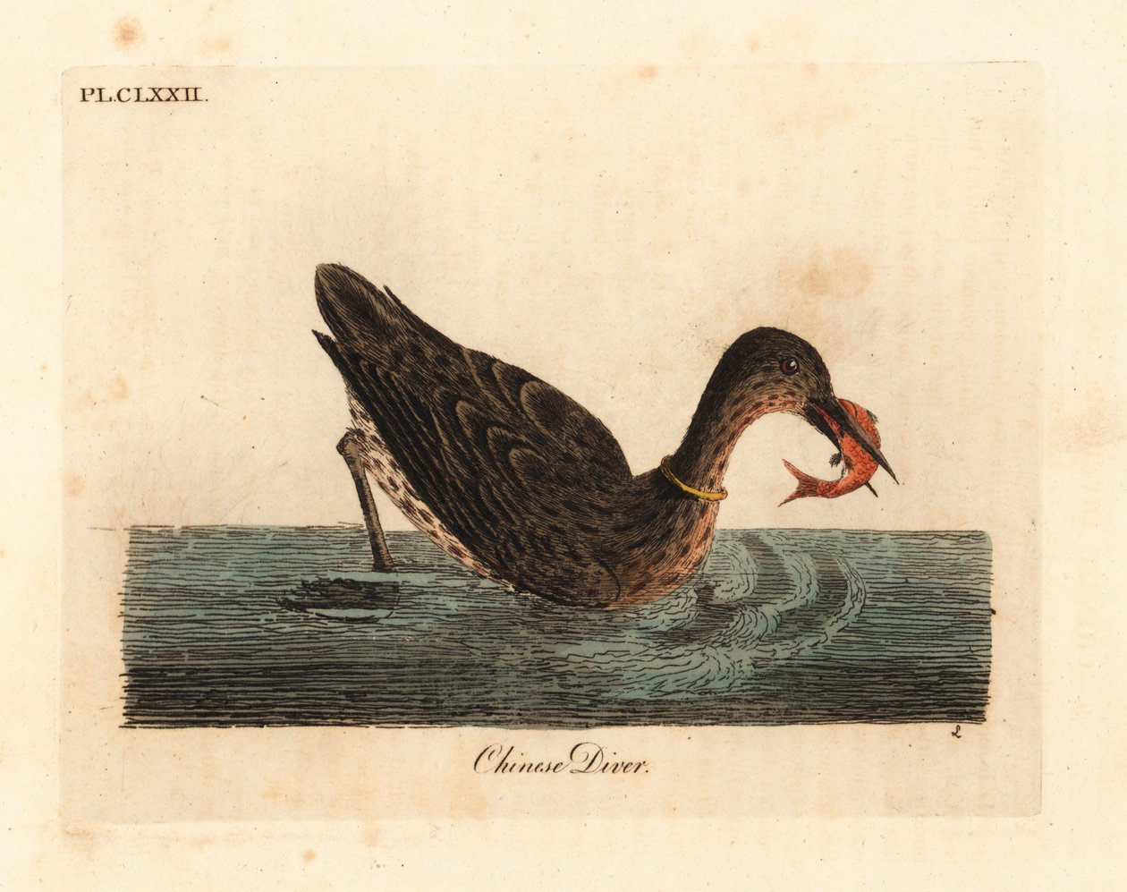Kormorán používaný k rybolovu v Asii, snad kormorán velký Phalacrocorax carbo nebo kormorán japonský Phalacrocorax capillatus. (Čínský potápěč, Colymbus sinensis.) Ručně kolorovaný mědiryt nakreslený a rytý Johnem Lathamem z jeho vlastního A General Histo od John Latham