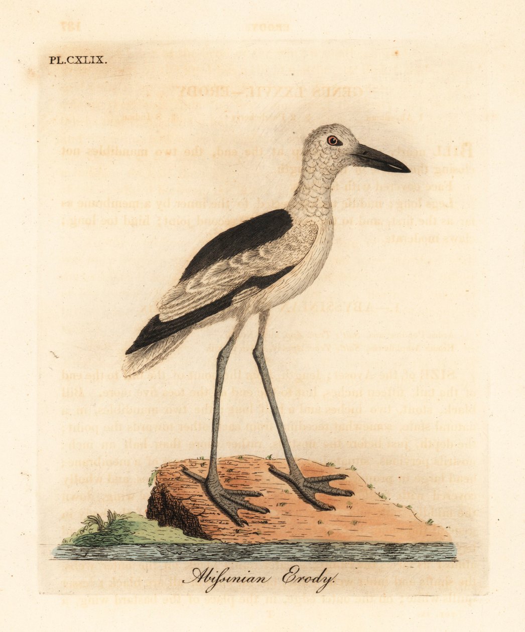 kulík krabí, Dromas ardeola (Erodie habešská, Ardea pondiceriana). Ručně kolorovaný mědiryt nakreslený a rytý Johnem Lathamem z jeho vlastní A General History of Birds, Winchester od John Latham