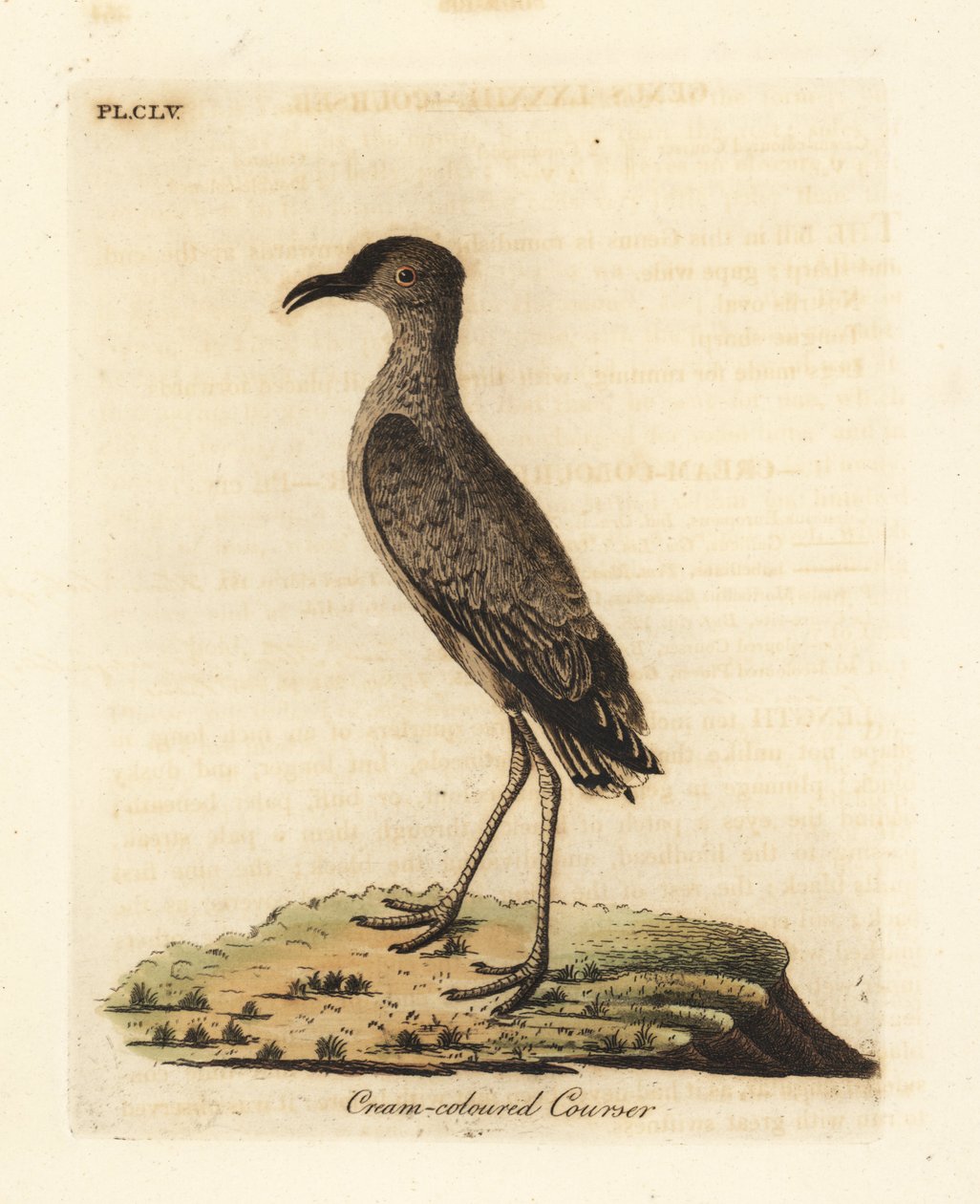 Cream-barevný kurser, kurzor Cursorius (Cursorius Europaeus). Ručně kolorovaný mědirytin nakreslený a vyrytý Johnem Lathamem z jeho vlastní A General History of Birds, Winchester od John Latham