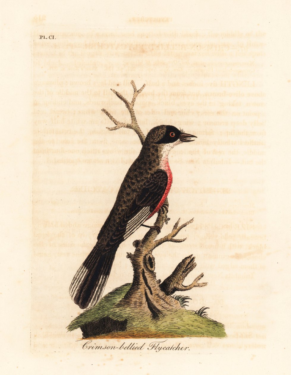 Lejsek karmínový, Muscicapa coccinigastra. Neznámý druh ptáka zkopírovaný z ilustrace od Port Jackson Painter. Ručně kolorovaný mědirytin nakreslený a vyrytý Johnem Lathamem z jeho vlastní A General History of Birds, Winchester od John Latham