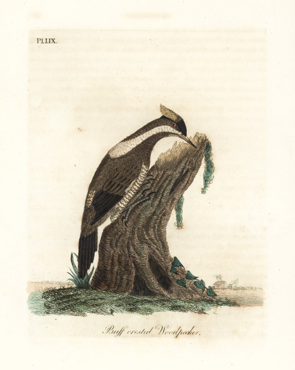 Datel karmínový, Campephilus melanoleucos (datel chocholatý, Picus melanoleucus). Na základě kůže v Leverian muzeu. Ručně kolorovaný mědirytin nakreslený a vyrytý Johnem Lathamem z jeho vlastní A General History of Birds, Winchester od John Latham